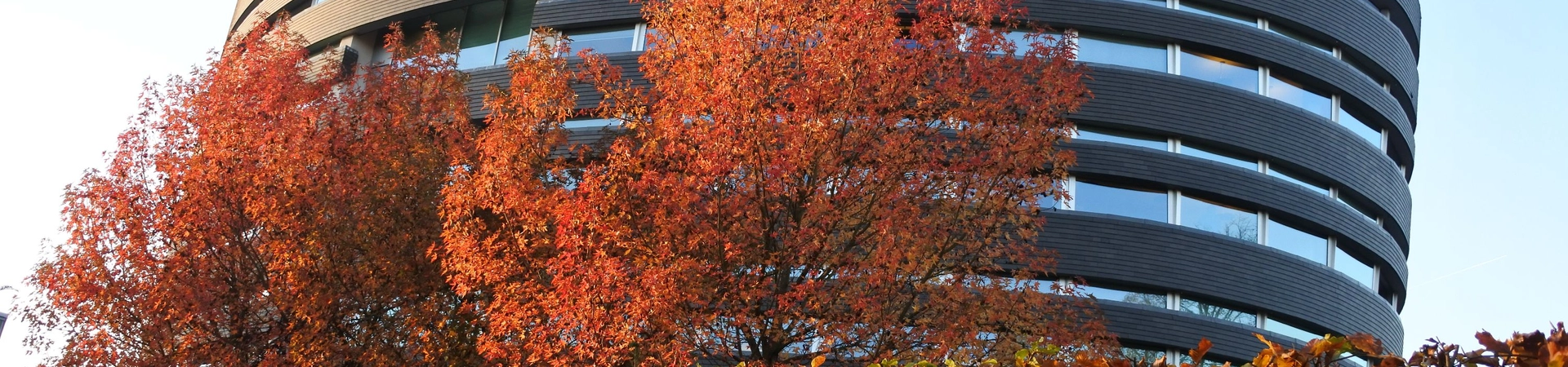 cover-image